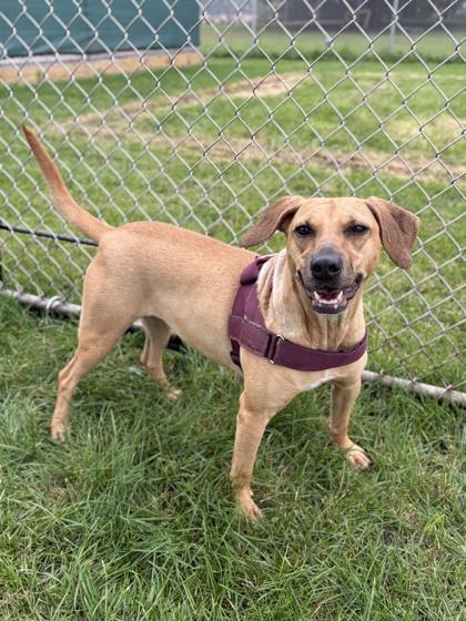Enlarge Ave - Sponsored Adoption Fee, a Adoptable mixed breed in Jefferson, WI image 2/3