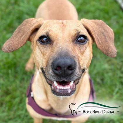 Ave - Sponsored Adoption Fee, Adoptable, Adult Female Terrier.