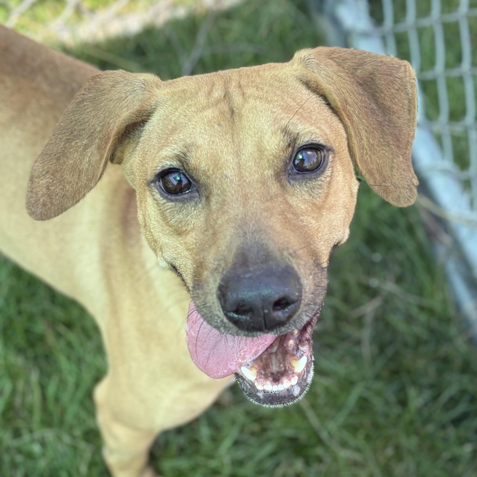 Enlarge Ave, a Adoptable mixed breed in Jefferson, WI image 2/4