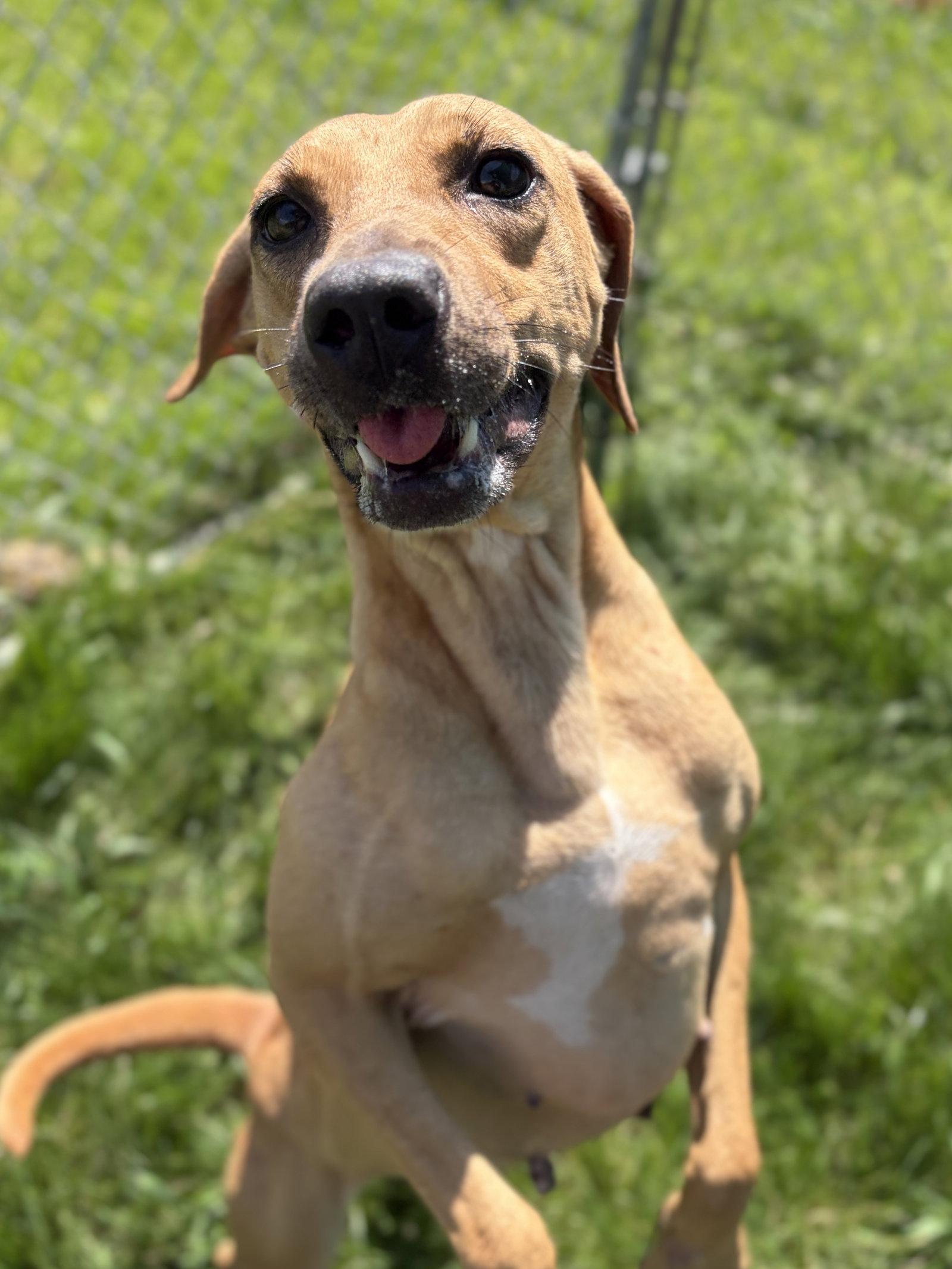 Enlarge Ave, a Adoptable mixed breed in Jefferson, WI image 3/4