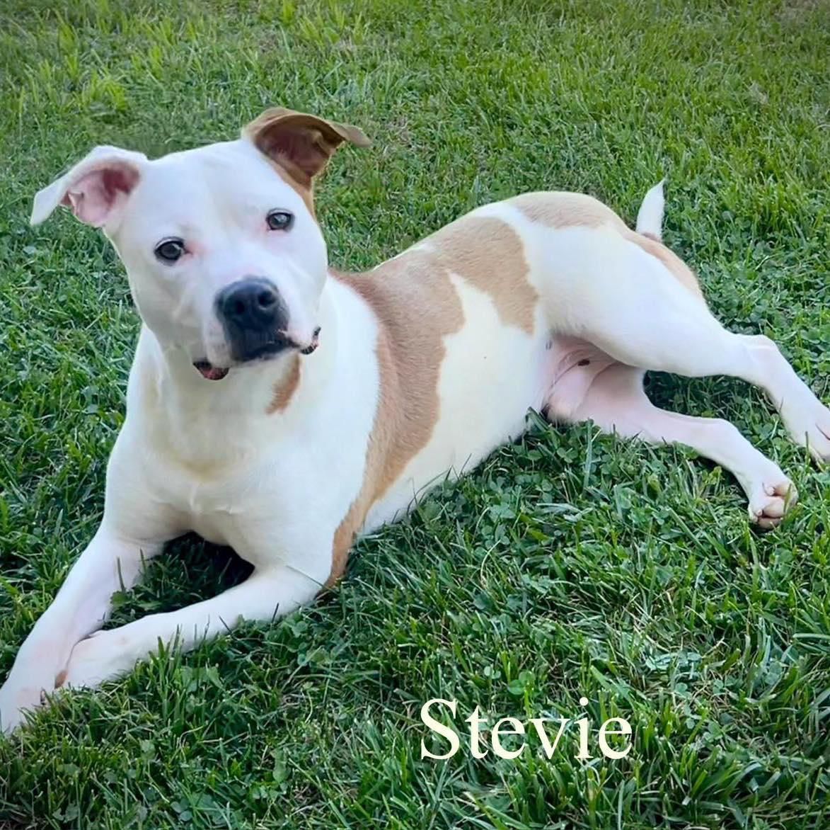 Stevie, ADOPTABLE, Young Male Pit Bull Terrier.