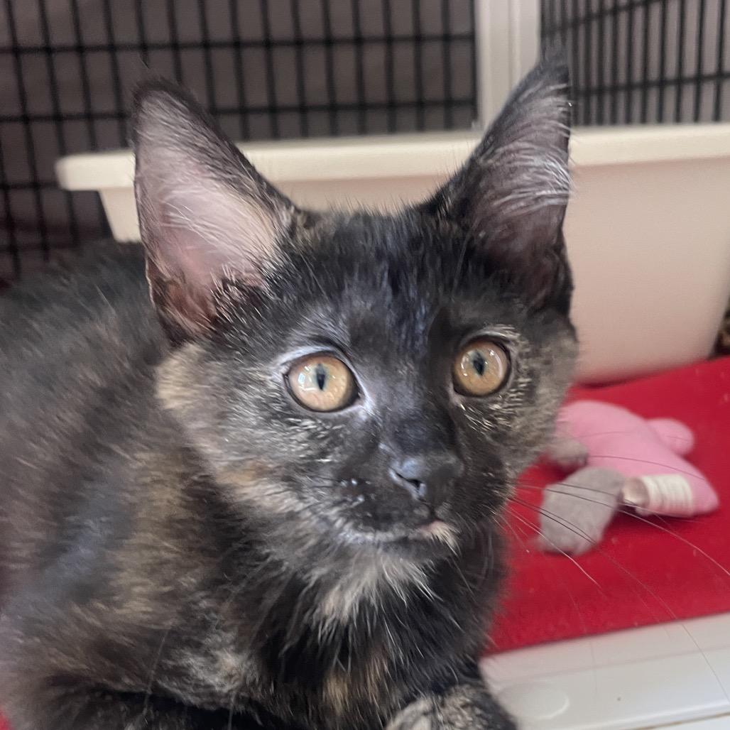 Gose, Adoptable, Kitten Female Domestic Short Hair.