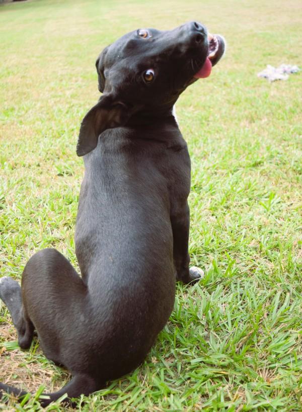 Petunia, Adoptable, Young Female Labrador Retriever.