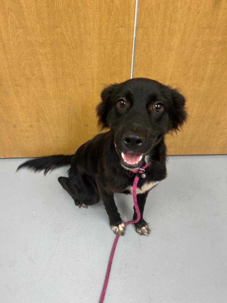 Enlarge Tahoe, a Adoptable mixed breed in Hartsville, SC image 1/2