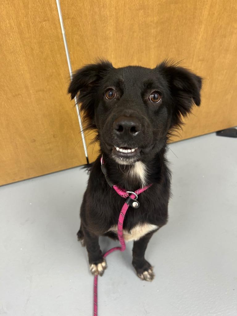 Enlarge Tahoe, a Adoptable mixed breed in Hartsville, SC image 2/2