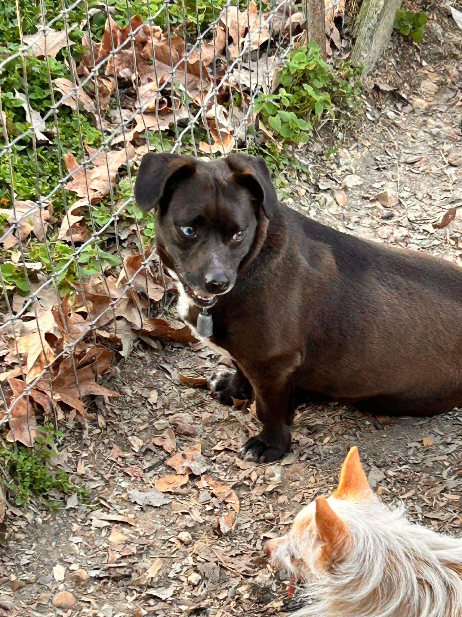 Bit, an adopted mixed breed in Watertown, CT image 4/4