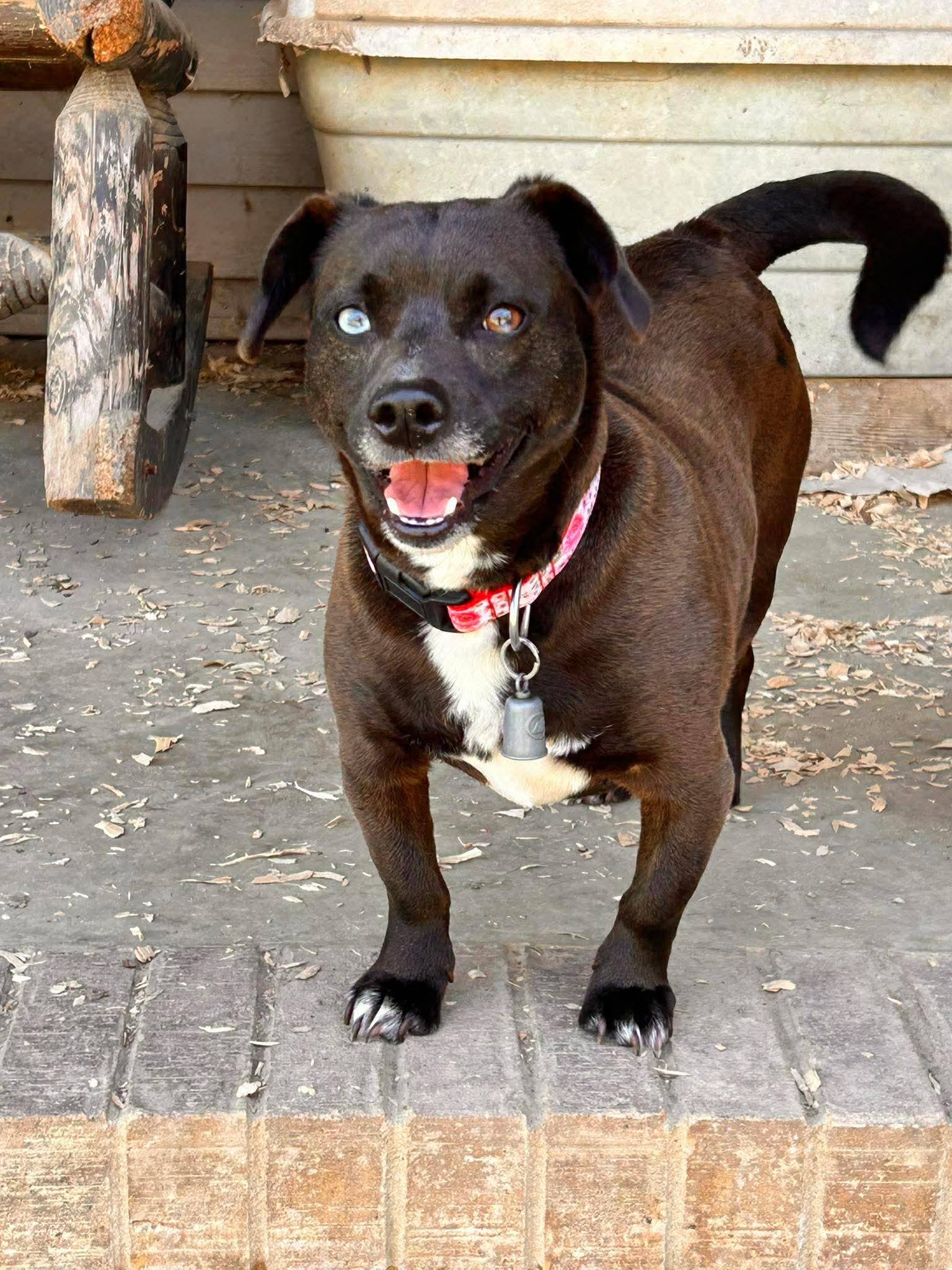 Bit, an adopted mixed breed in Watertown, CT image 1/4