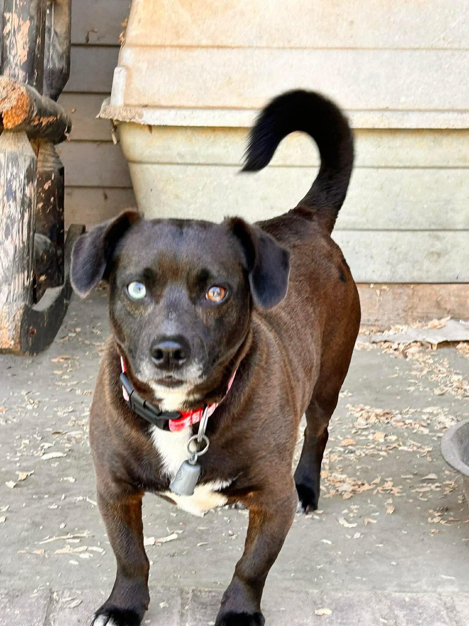 Bit, an adopted mixed breed in Watertown, CT image 3/4
