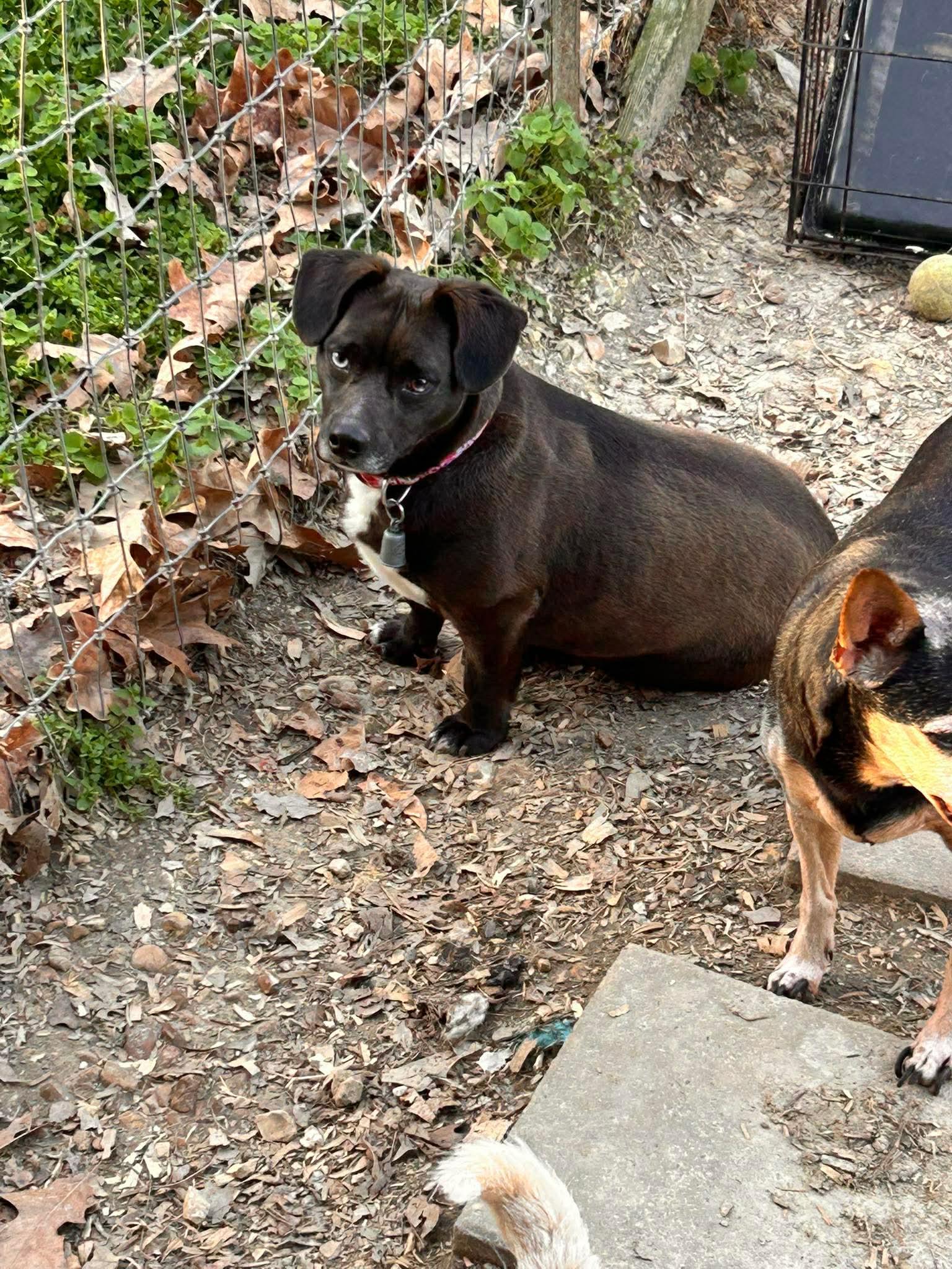 Bit, an adopted mixed breed in Watertown, CT image 2/4