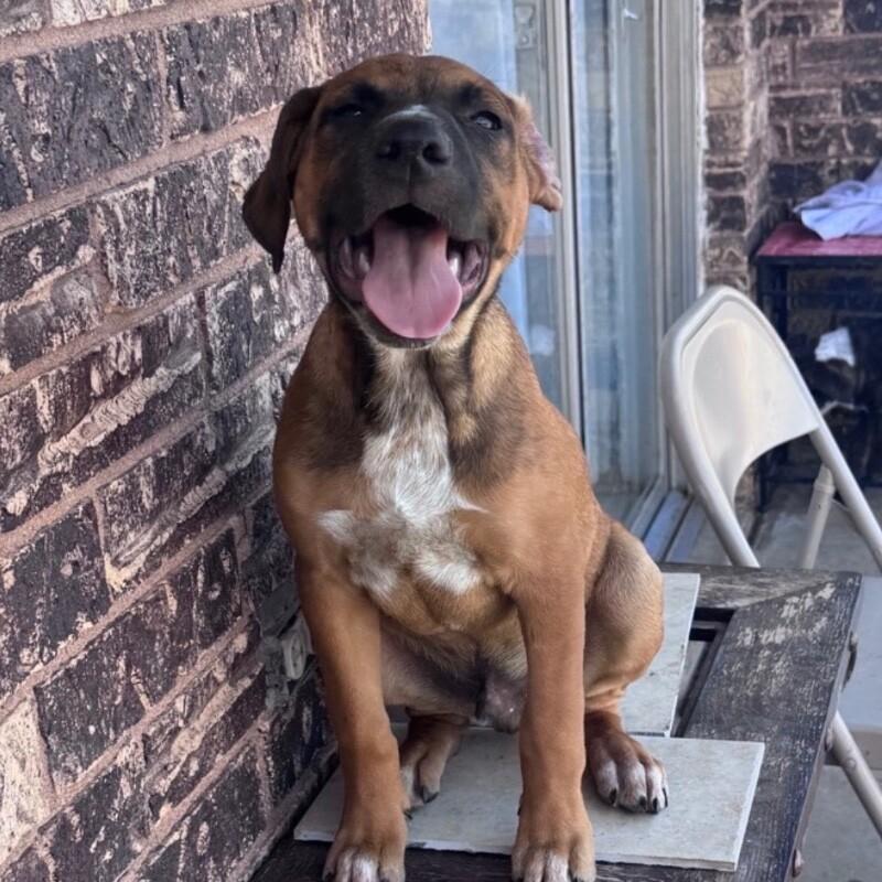 KRISTOFF (RED) DISNEY, Adoptable, Puppy Male Mixed Breed & Pit Bull Terrier.