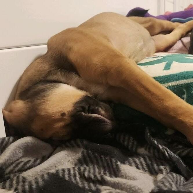 Enlarge KRISTOFF (RED) DISNEY, a Adoptable mixed breed in lawton, OK image 1/6