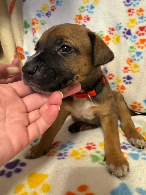 KRISTOFF (RED) DISNEY, Adoptable, Adult Male Mixed Breed & Pit Bull Terrier.