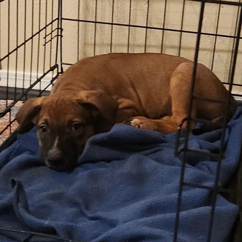 Enlarge KRISTOFF (RED) DISNEY, a Adoptable mixed breed in lawton, OK image 3/6