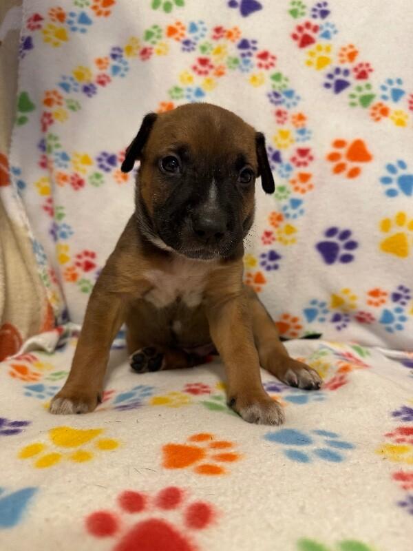 Enlarge KRISTOFF (RED) DISNEY, a Adoptable mixed breed in lawton, OK image 4/5