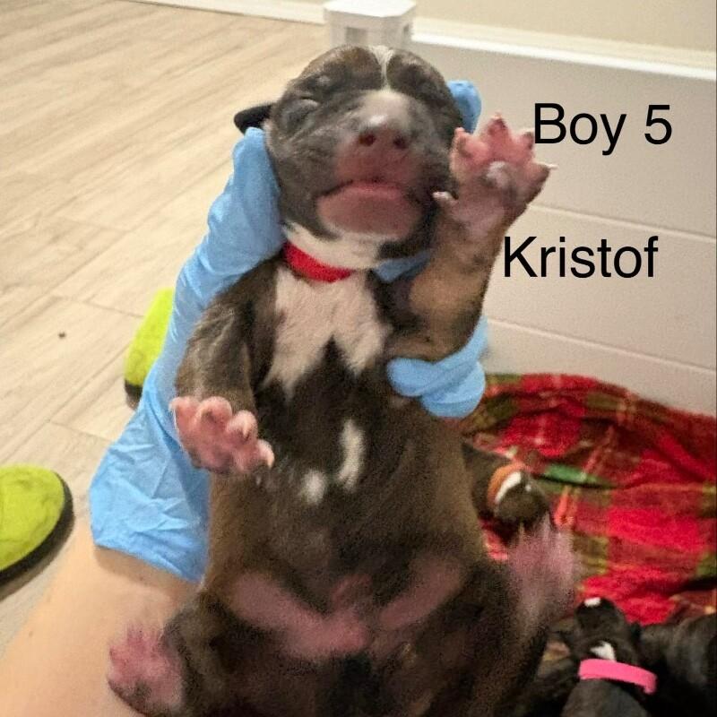 Enlarge KRISTOFF (RED) DISNEY, a Adoptable mixed breed in lawton, OK image 2/2