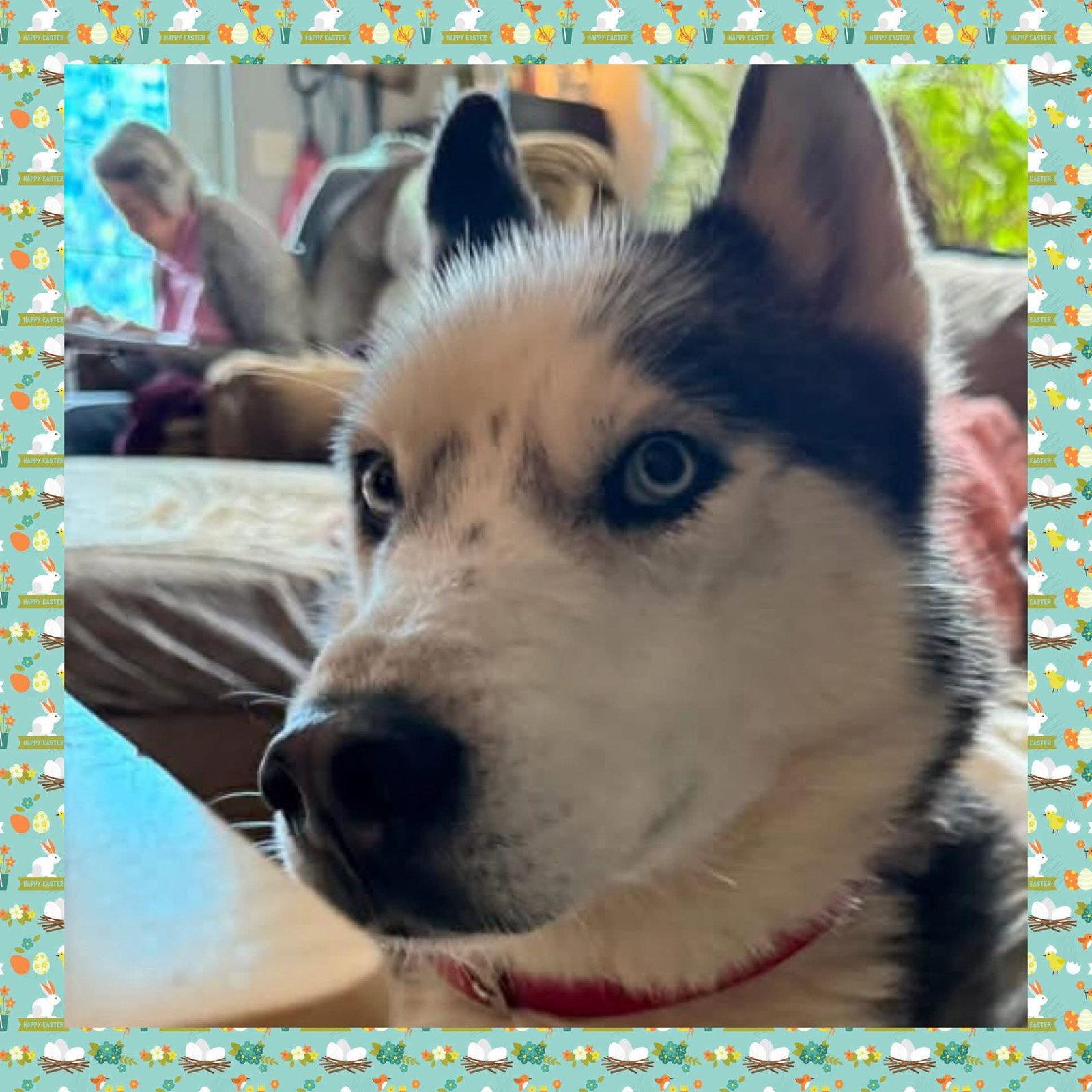 Enlarge Prince, a Adoptable Siberian Husky in Glenmoore, PA image 1/3