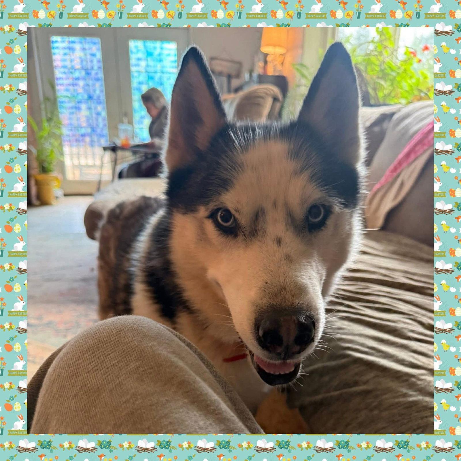 Enlarge Prince, a Adoptable Siberian Husky in Glenmoore, PA image 2/3