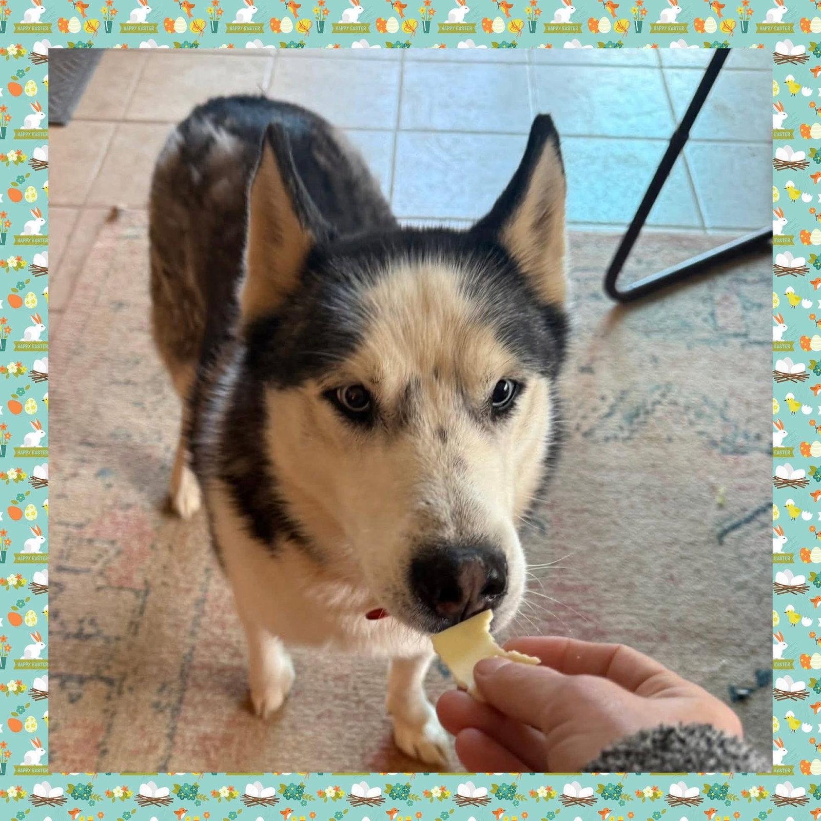 Enlarge Prince, a Adoptable Siberian Husky in Glenmoore, PA image 3/3