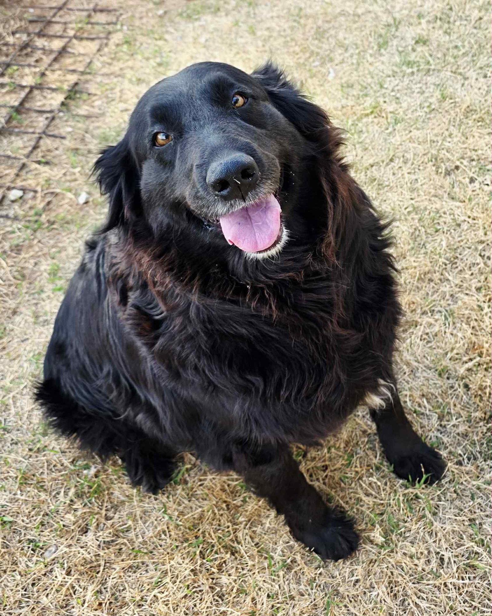 Tokyo, Adoptable, Adult Female Labrador Retriever & Retriever.