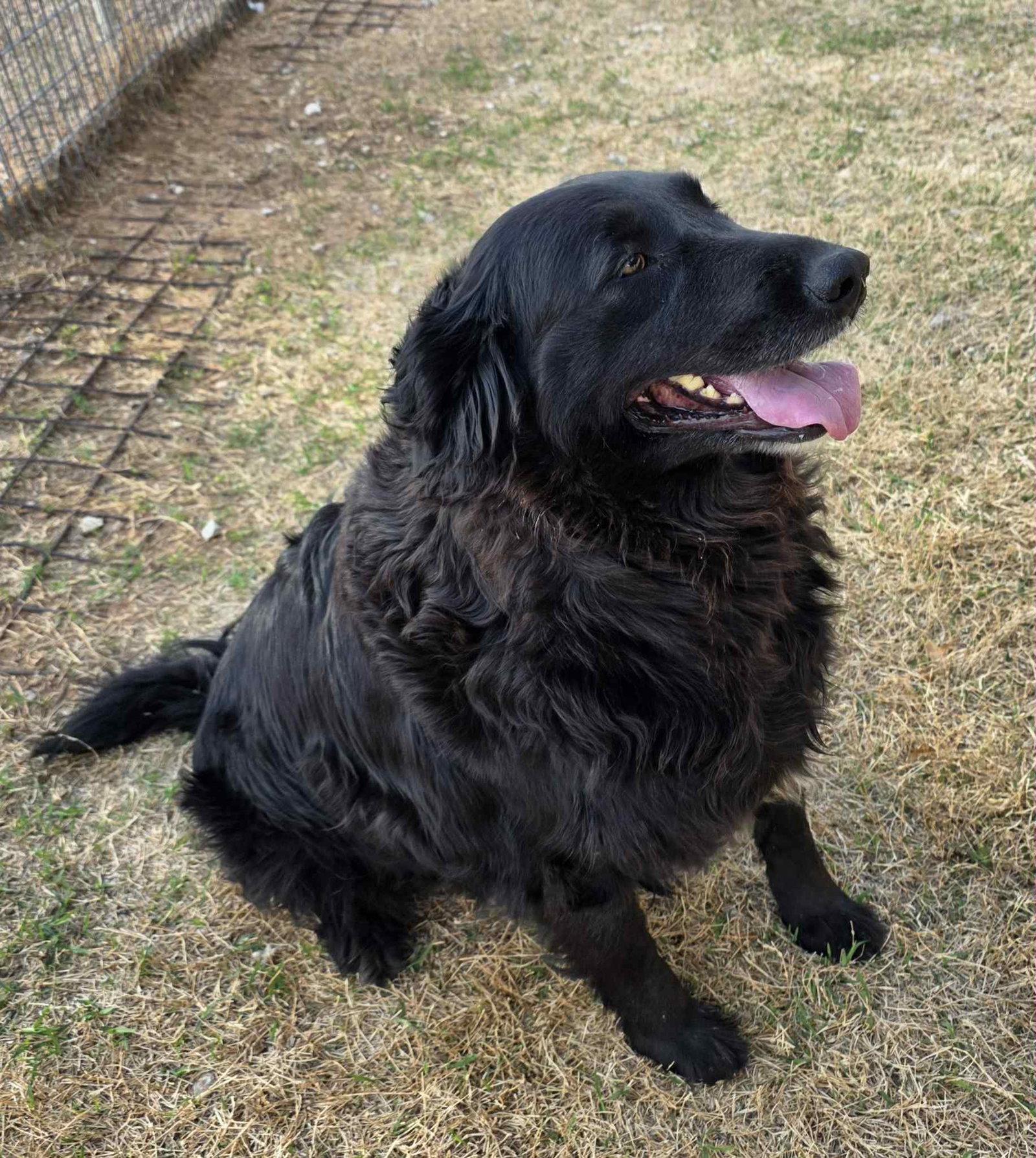 Enlarge Tokyo, a Adoptable mixed breed in Newport, NH image 2/2