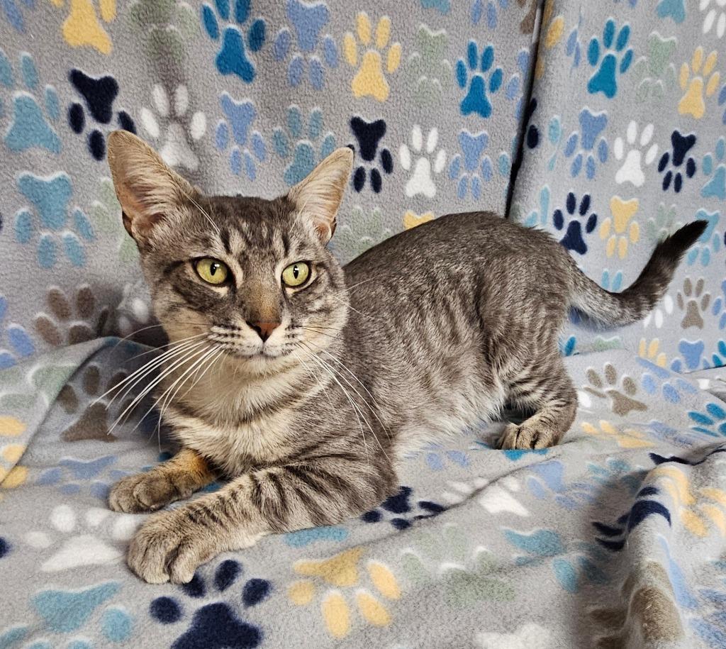 Dawson, Adoptable, Young Male Domestic Short Hair.