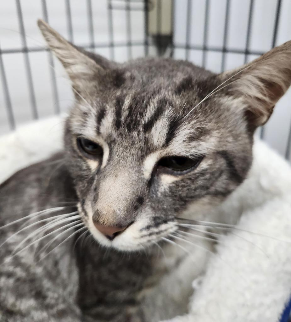 Enlarge Dawson, a Adoptable mixed breed in Wabash, IN image 2/2