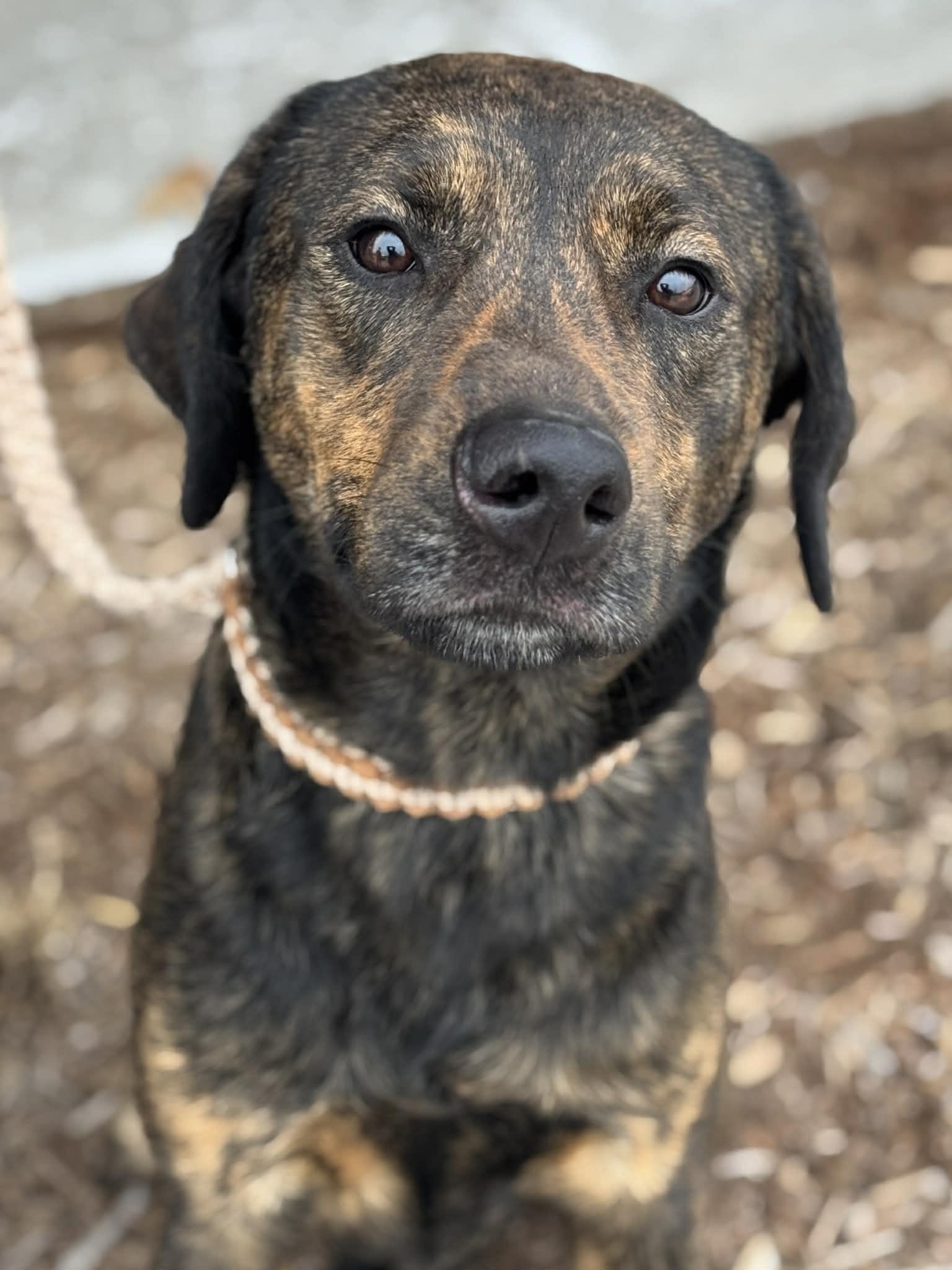 Fayton, ADOPTABLE, Adult Male Mixed Breed.