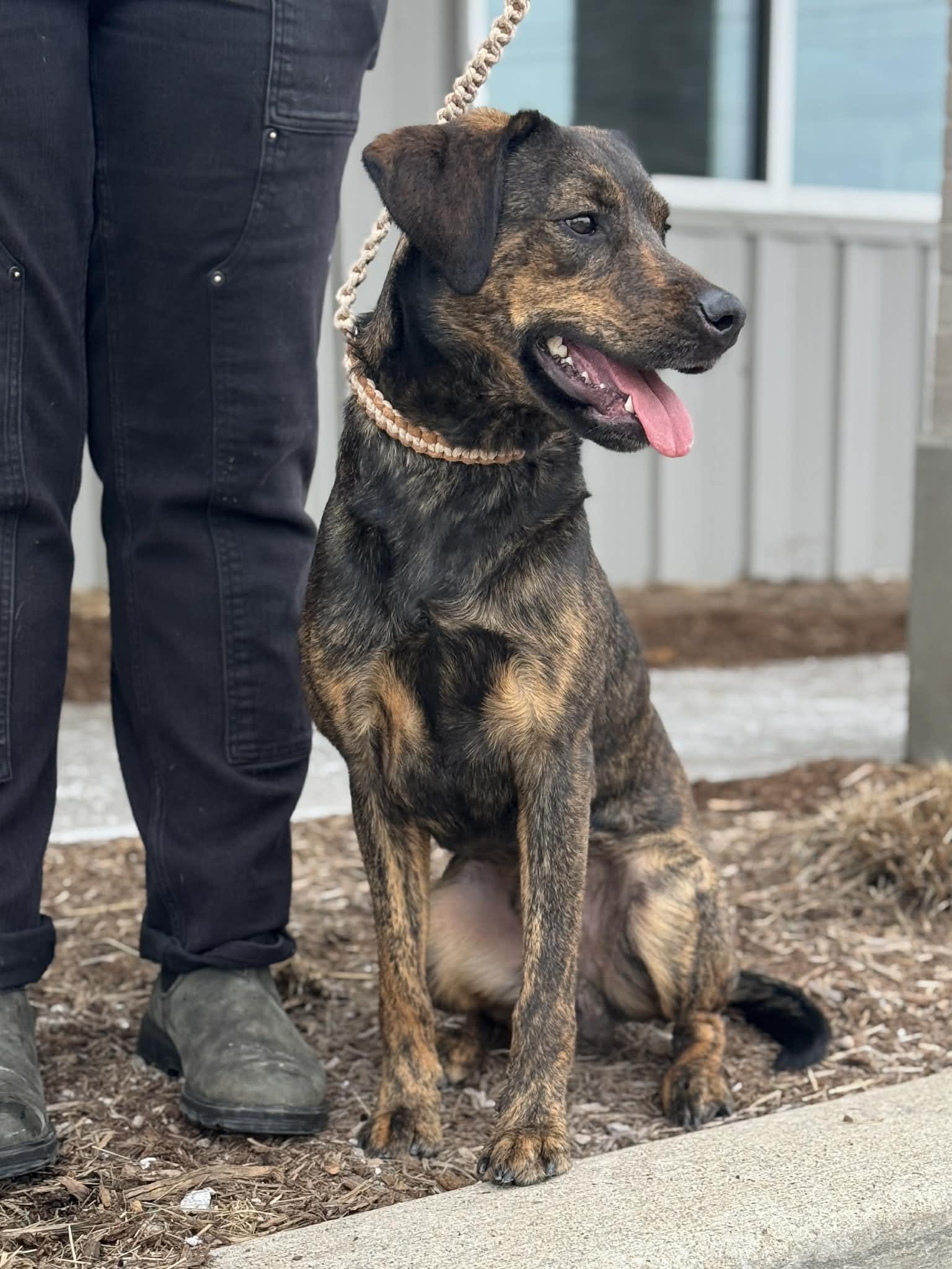Enlarge Fayton, an adopted Mixed Breed in Benton Harbor, MI image 4/6