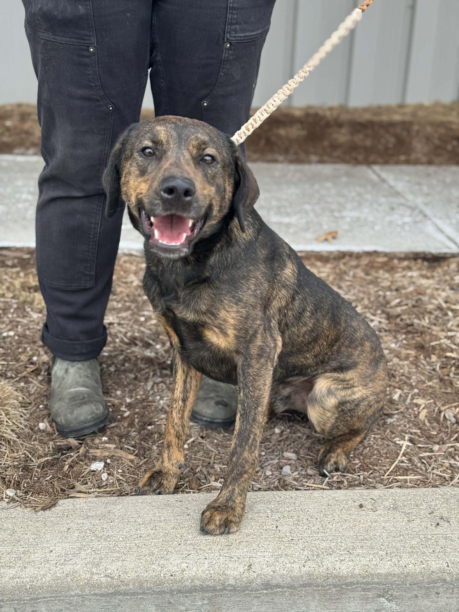 Enlarge Fayton, an adopted Mixed Breed in Benton Harbor, MI image 5/6