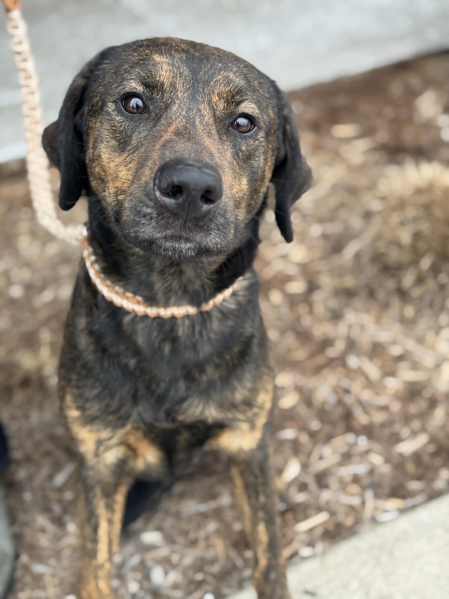 Enlarge Fayton, an adopted Mixed Breed in Benton Harbor, MI image 2/6