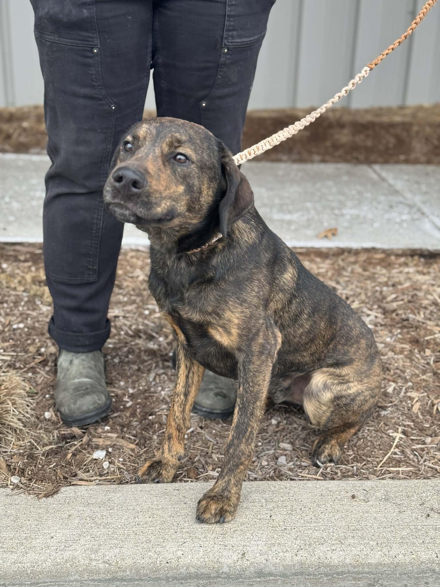 Enlarge Fayton, an adopted Mixed Breed in Benton Harbor, MI image 6/6