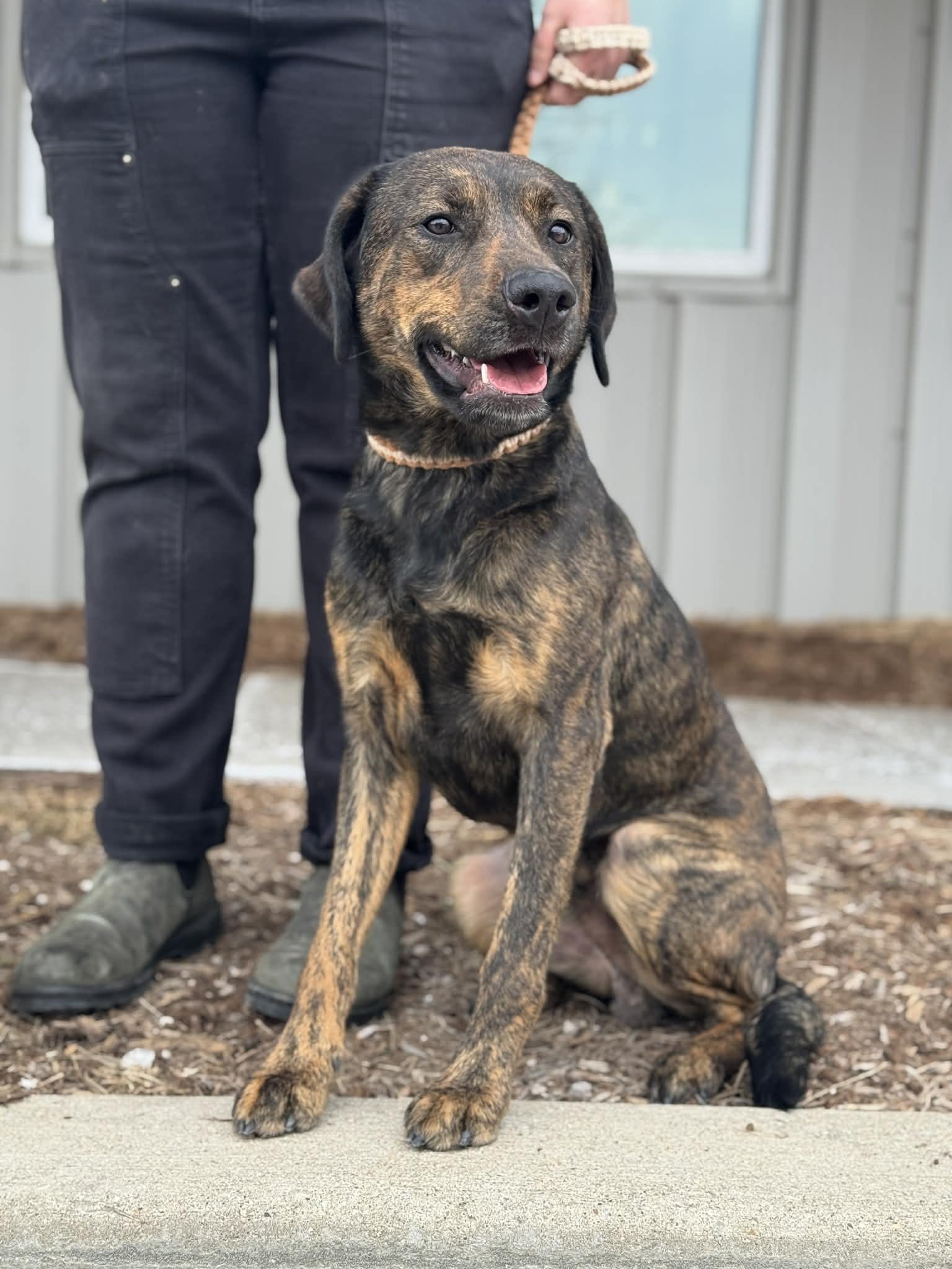 Enlarge Fayton, an adopted Mixed Breed in Benton Harbor, MI image 3/6