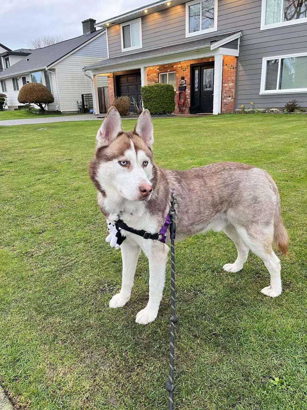 Kriss, a Adoptable Siberian Husky in Mission, BC image 2/6