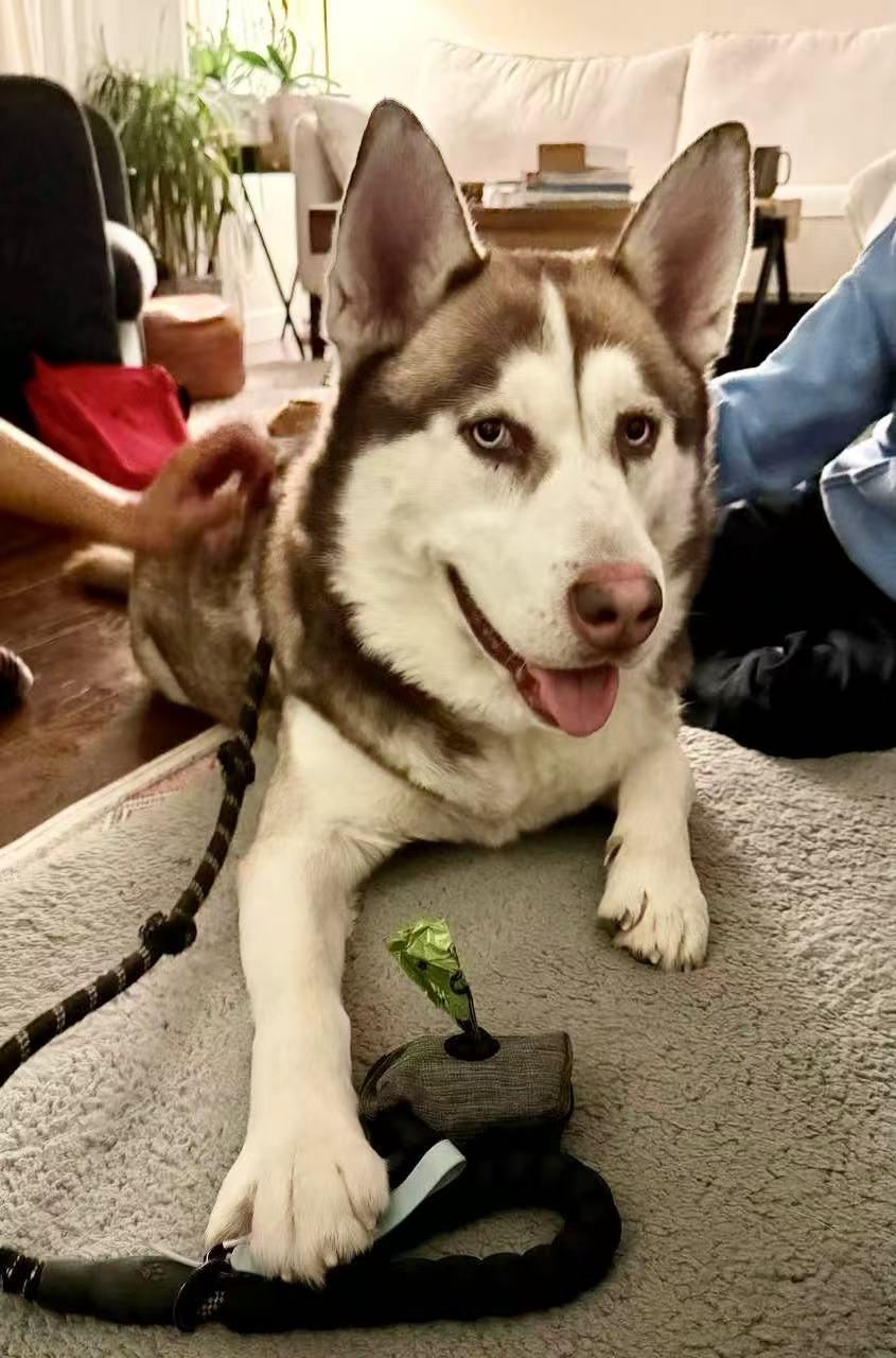 Kriss, an adoptable Siberian Husky in Mission, BC, V2V 7A2 | Photo Image 3