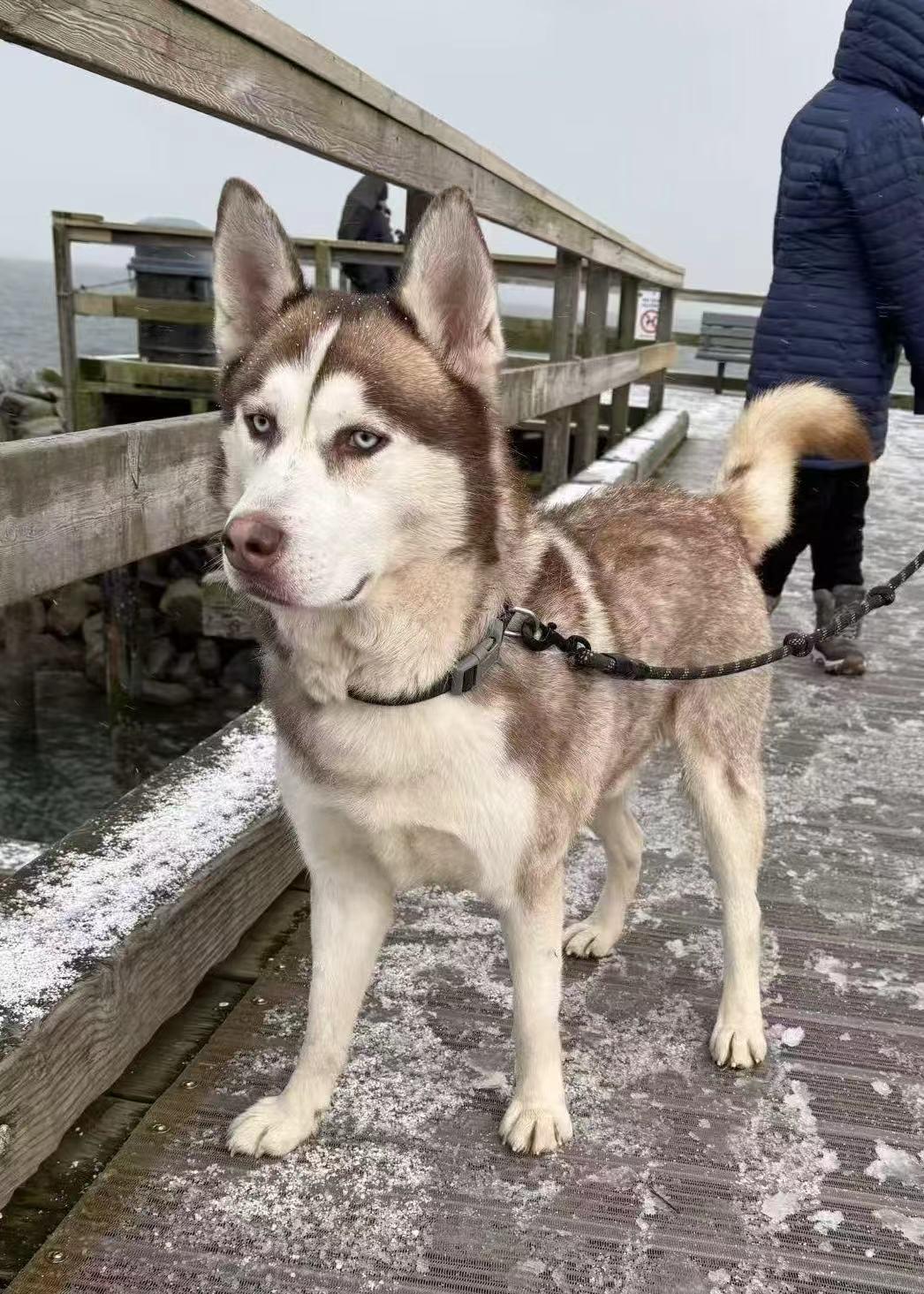 Kriss, a Adoptable Siberian Husky in Mission, BC image 4/6