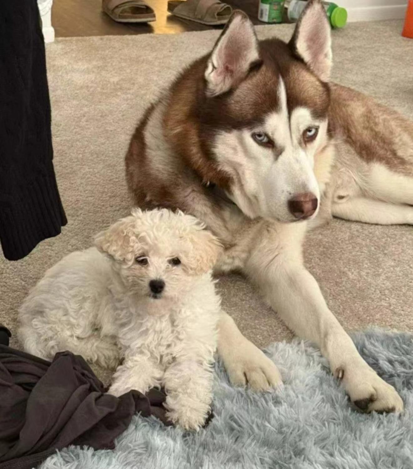 Kriss, Adoptable, Adult Female Siberian Husky.