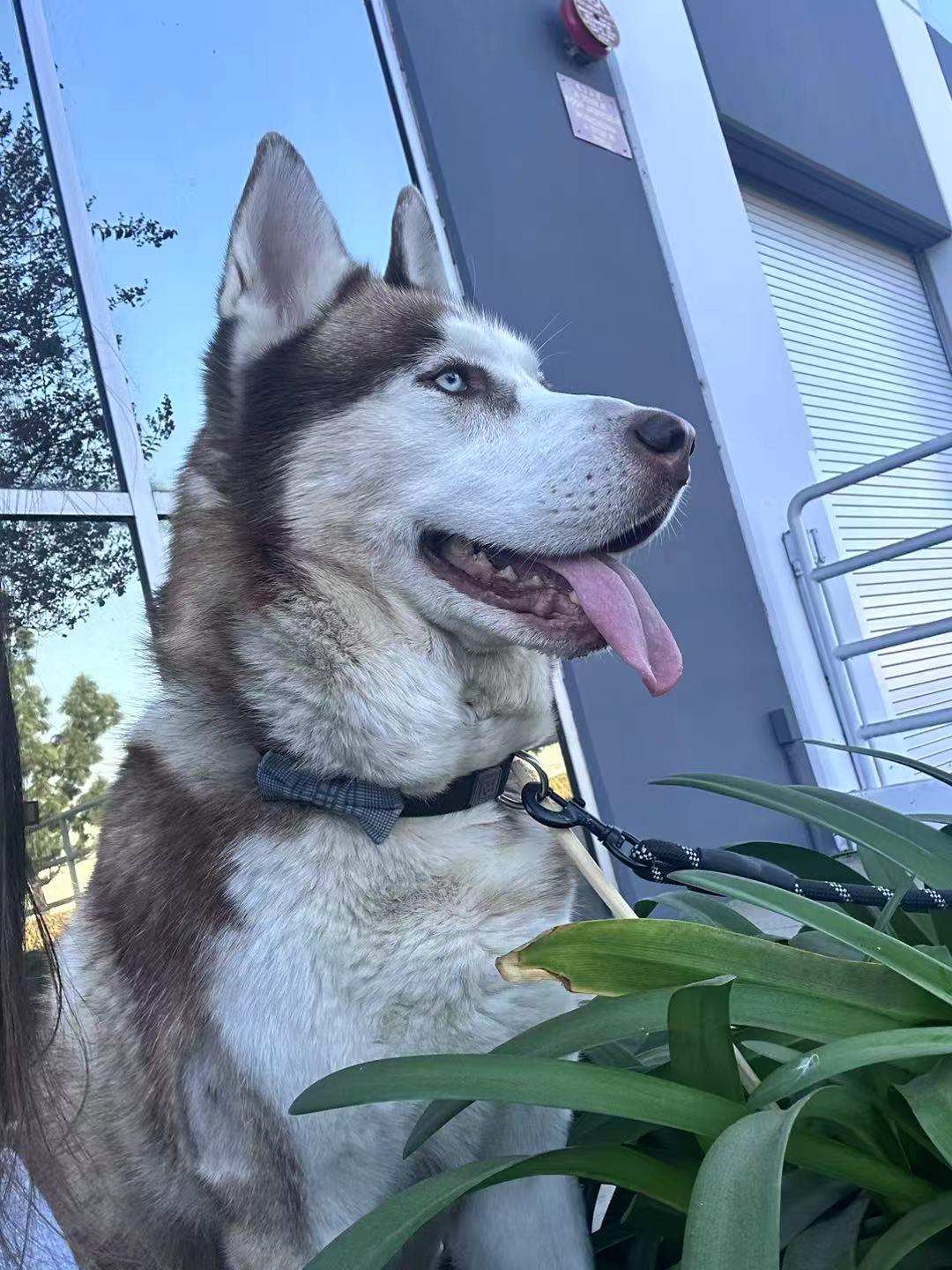 Kriss, a Adoptable Siberian Husky in Mission, BC image 5/6