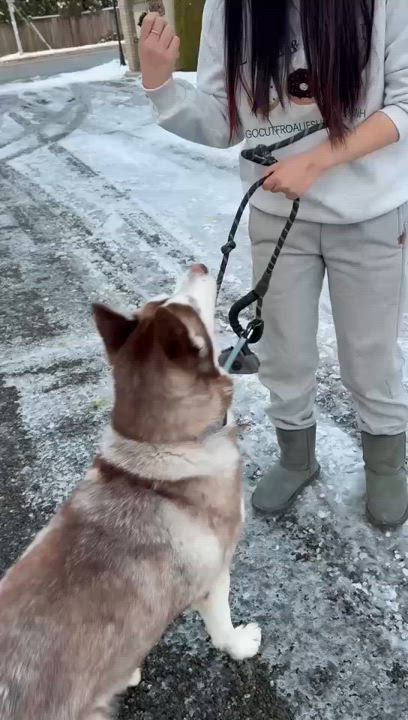 Enlarge Kriss, a Adoptable Siberian Husky in Mission, BC video 6/6