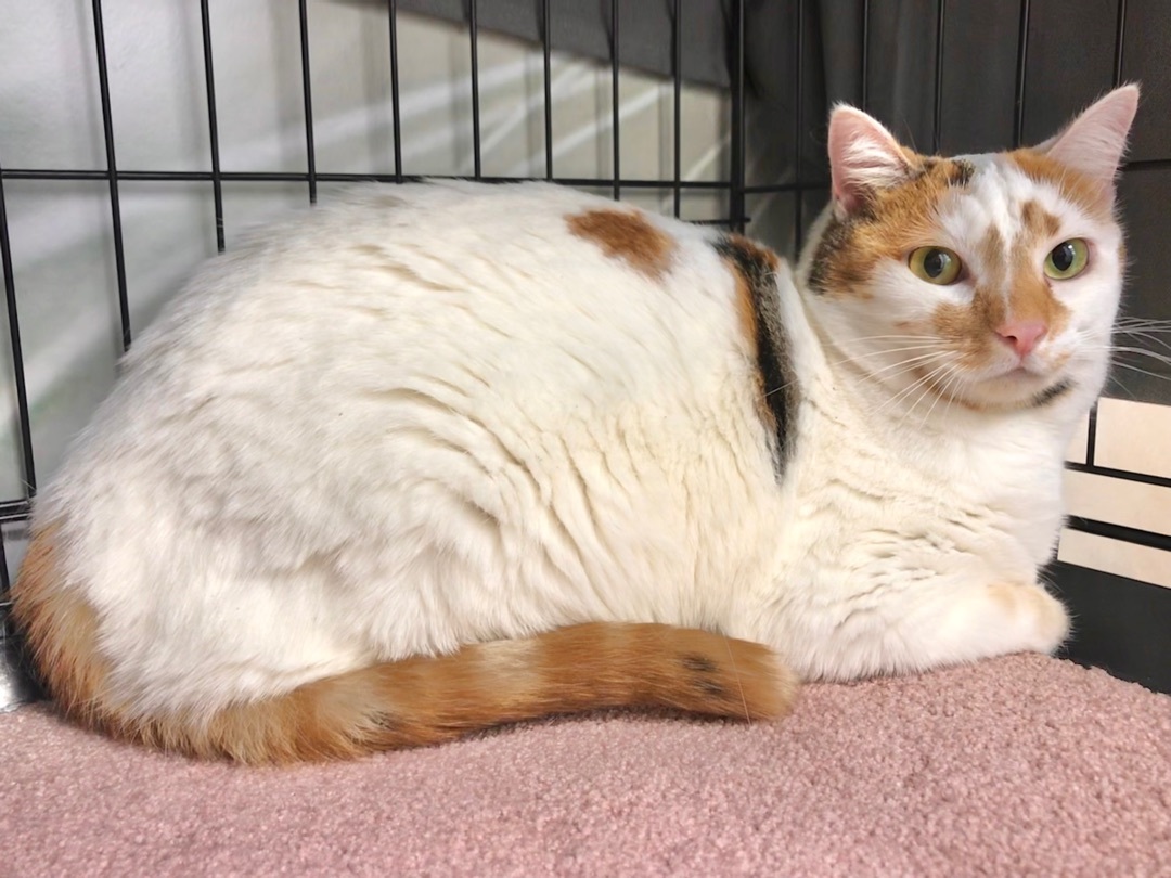 Mochi, Adoptable, Adult Female Calico & Domestic Short Hair.