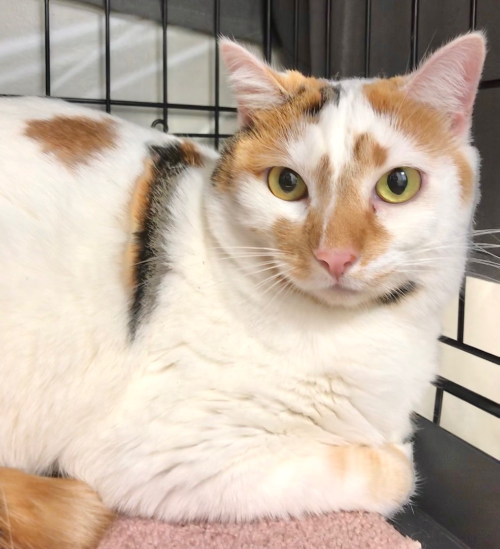 Enlarge Mochi, a Adoptable mixed breed in Vallejo, CA image 2/8