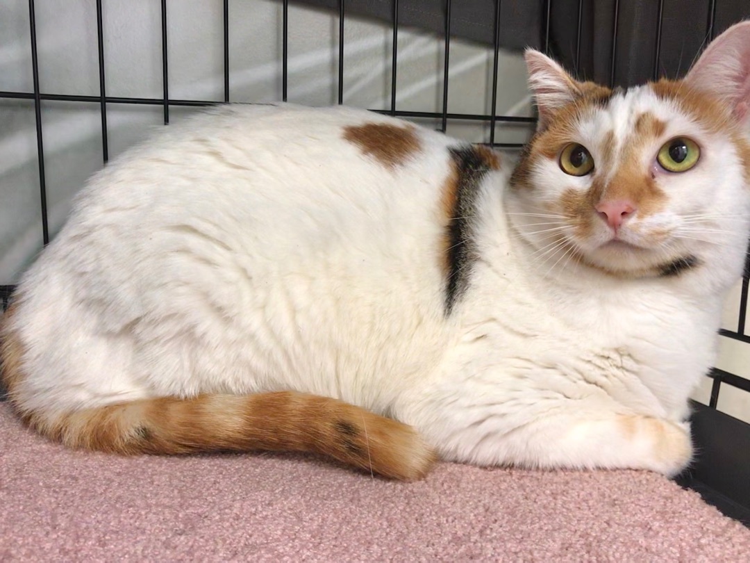 Enlarge Mochi, a Adoptable mixed breed in Vallejo, CA image 3/8