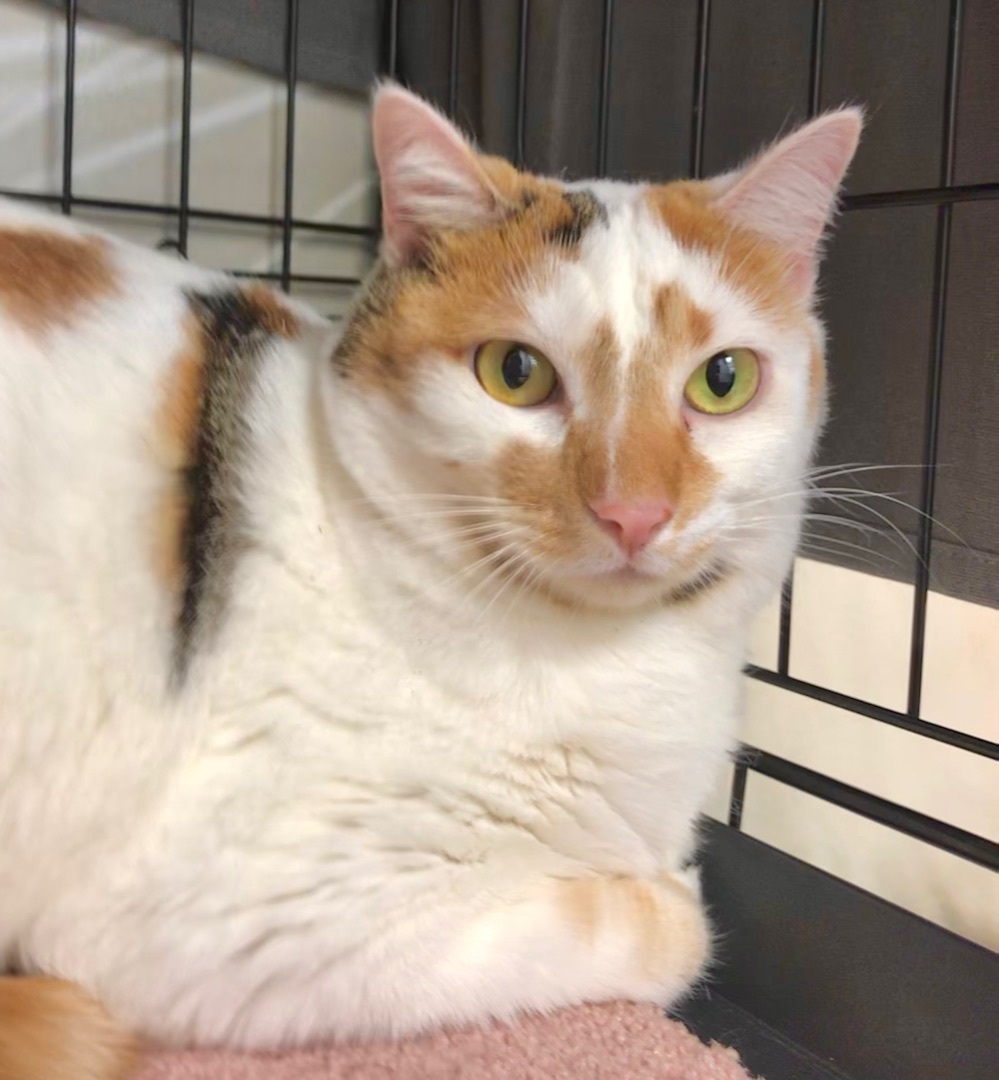 Enlarge Mochi, a Adoptable mixed breed in Vallejo, CA image 4/8