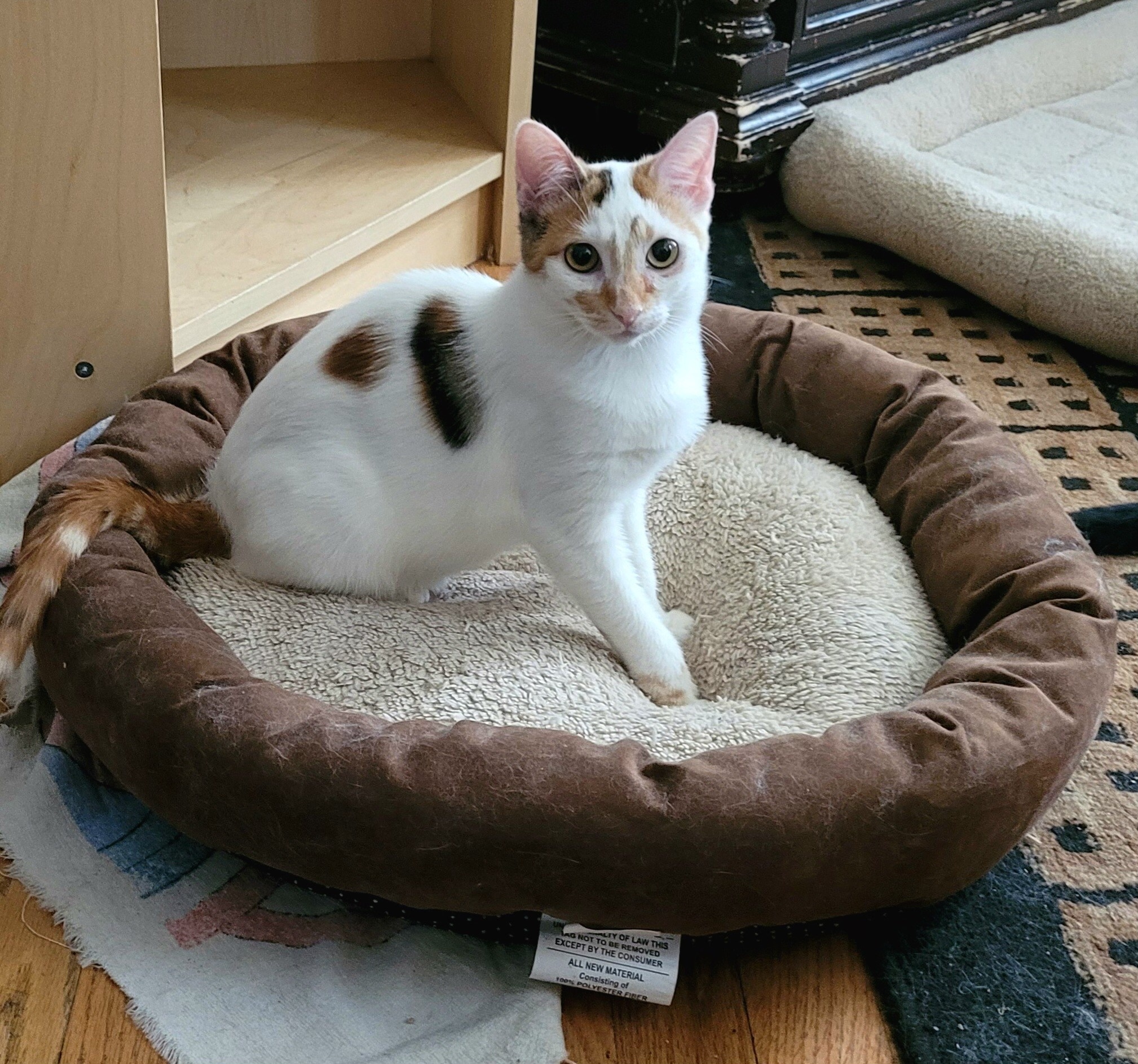 Enlarge Mochi, a Adoptable mixed breed in Vallejo, CA image 5/8