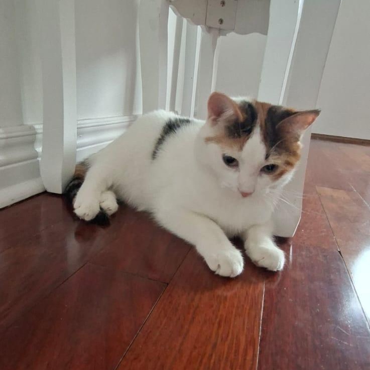 Valerie- Jack & Janice, an adopted mixed breed in Brampton, ON image 5/6