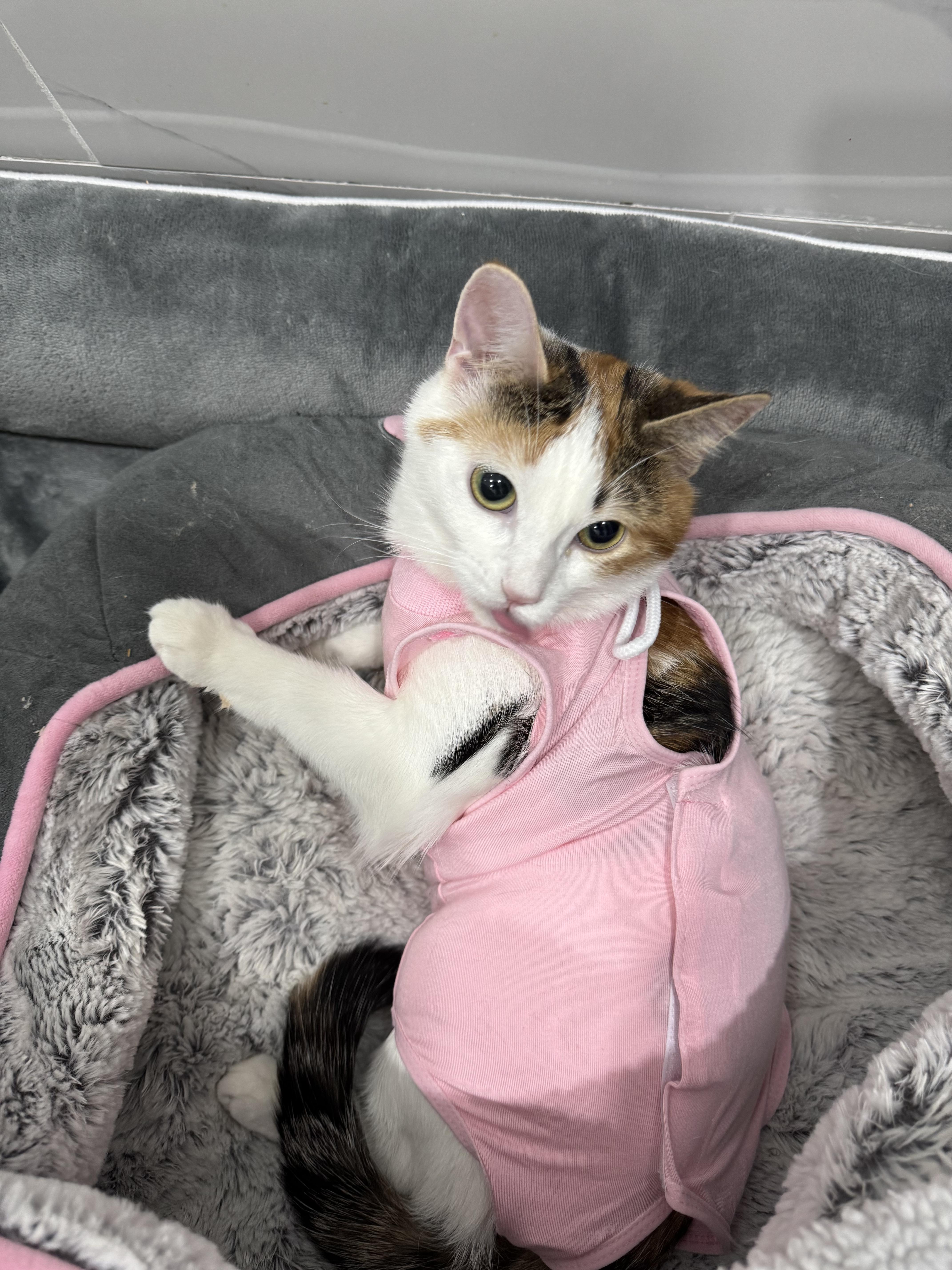 Valerie- Jack & Janice, an adopted mixed breed in Brampton, ON image 6/6