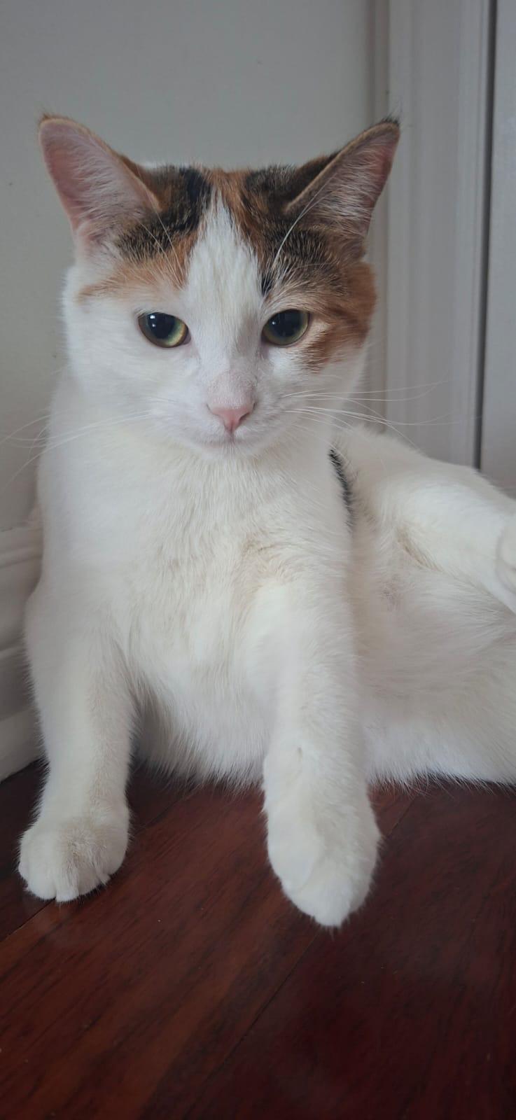 Valerie- Jack & Janice, an adopted mixed breed in Brampton, ON image 3/6