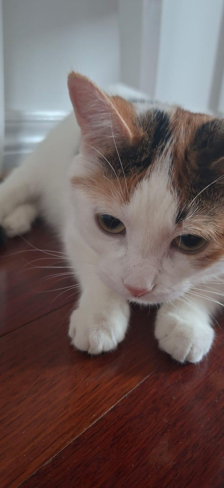 Valerie- Jack & Janice, an adopted mixed breed in Brampton, ON image 4/6