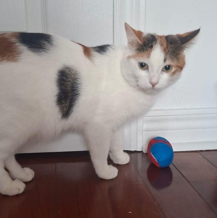 Valerie- Jack & Janice, an adopted mixed breed in Brampton, ON image 1/6