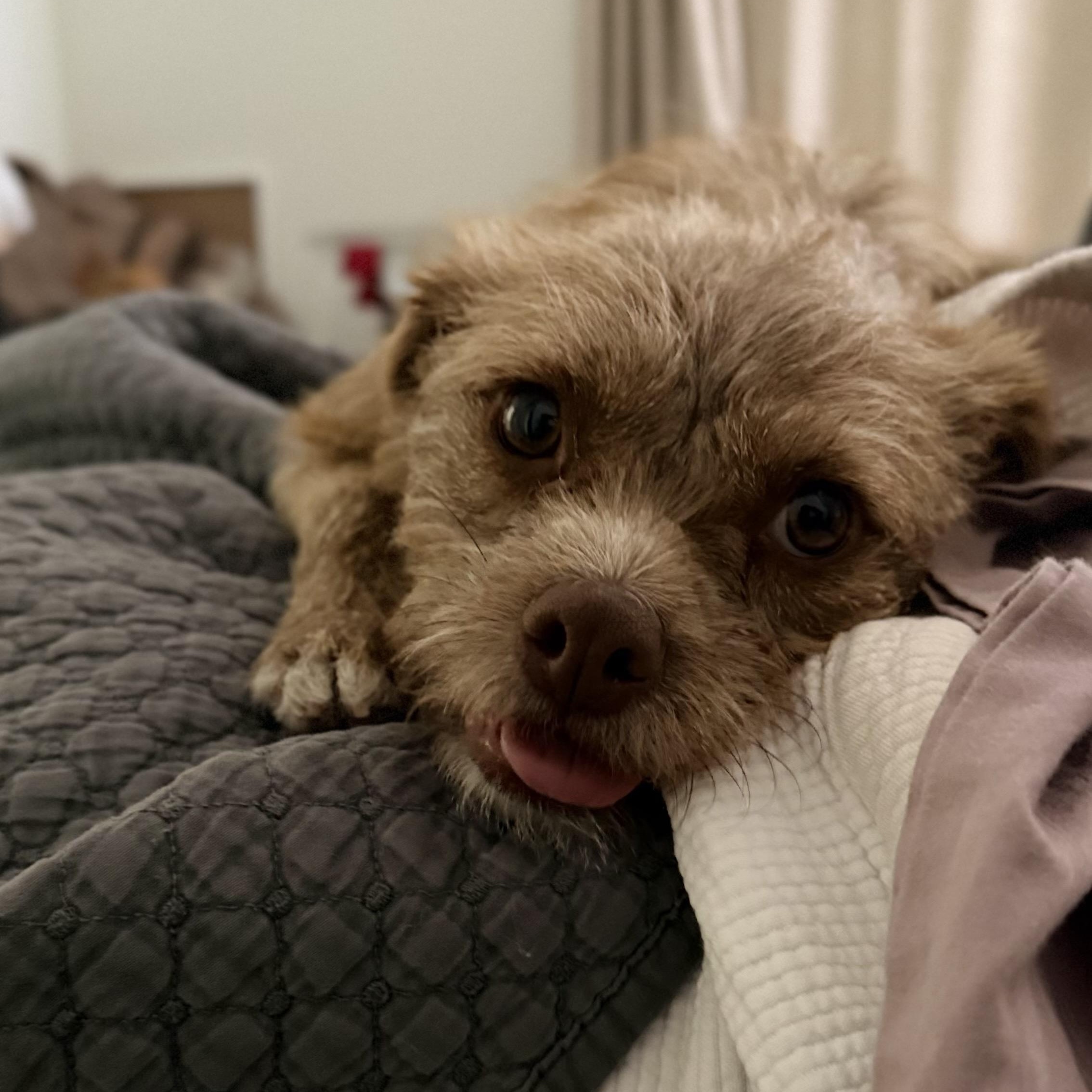 Enlarge Cleo, a ADOPTABLE mixed breed in San Diego, CA image 2/5