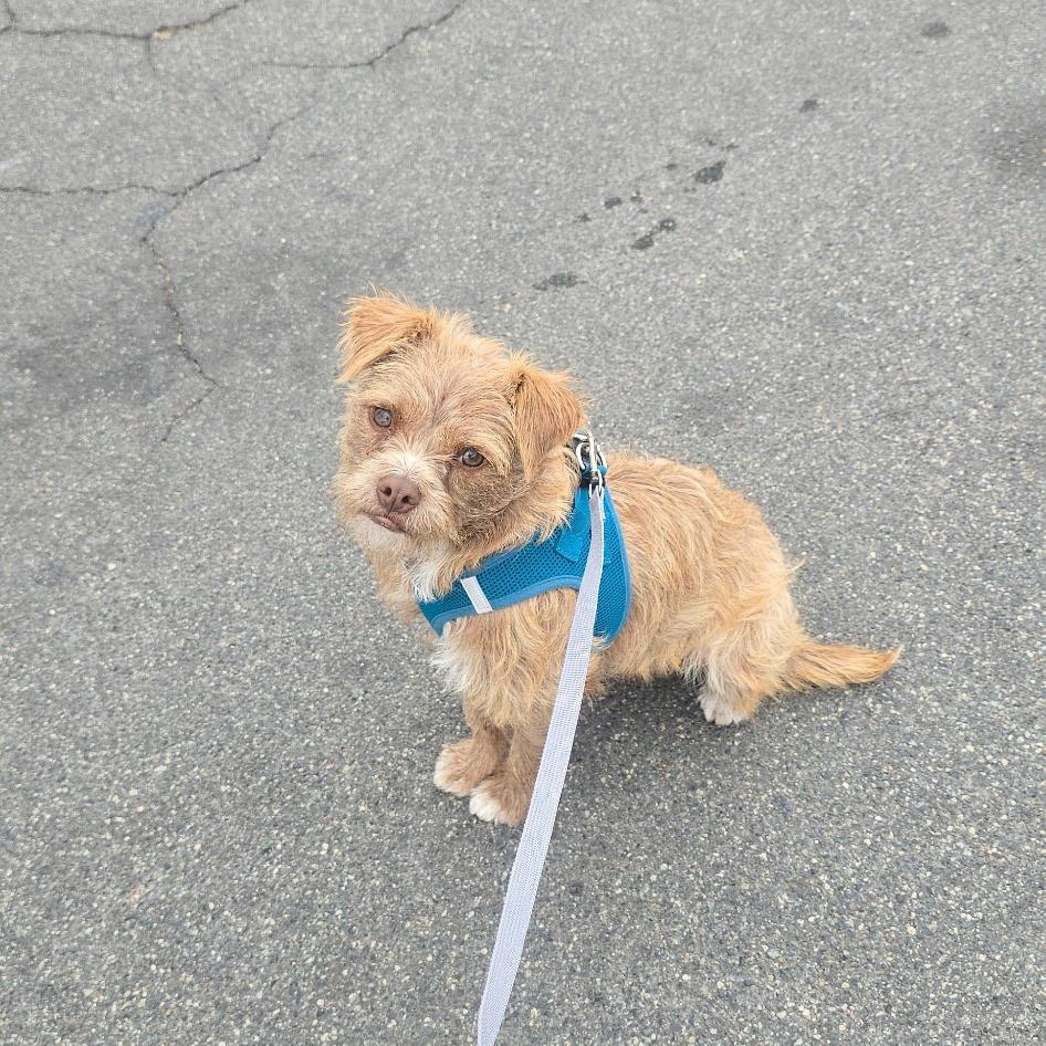 Cleo, ADOPTABLE, Young Female Border Terrier.